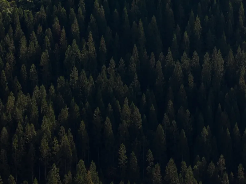 A plane flying over a forest filled with trees