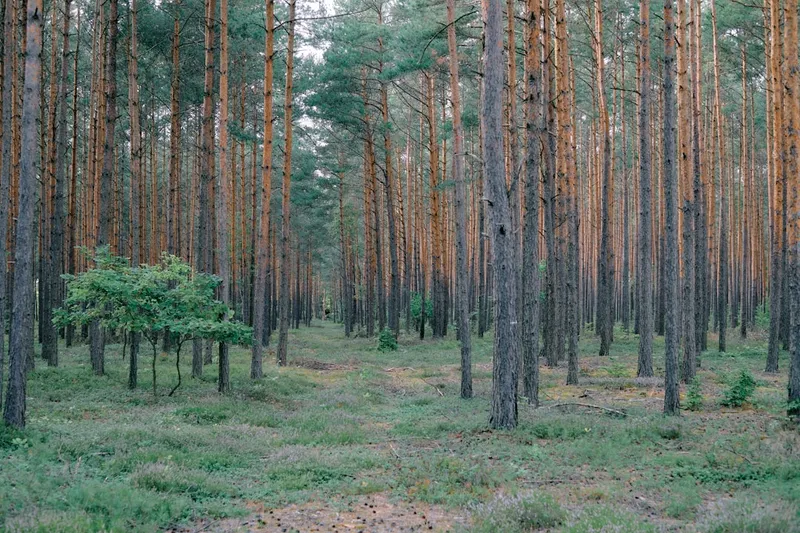 Forest in central Poland.
