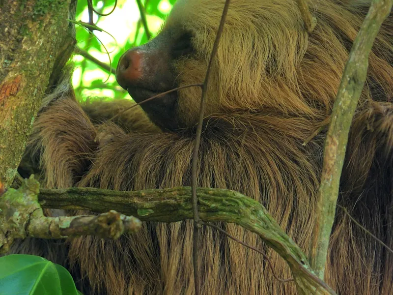 Two-toed Sloth, Monteverde, Costa Rica